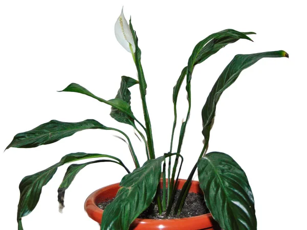 Friedenslilie Blüht Topf Spathiphyllum Pflanze Isoliert Auf Weiß — Stockfoto