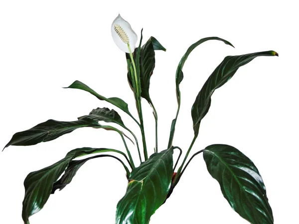 Vrede Lelie Bloem Spathiphyllum Plant Geïsoleerd Wit — Stockfoto