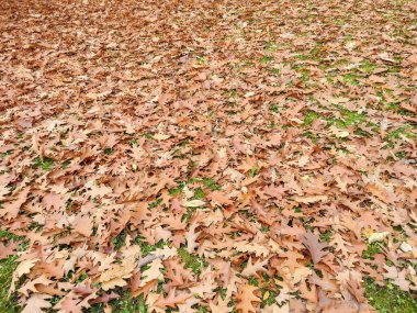 Sonbaharda yerde kahverengi meşe yaprakları