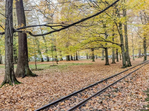 秋の公園内の鉄道 ルーマニアのバイア マーレ市で — ストック写真
