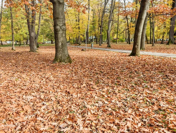 ルーマニアのバイア マーレ市の公園の秋 — ストック写真