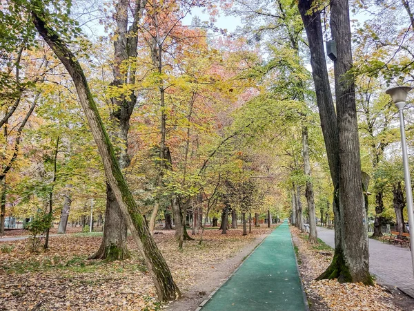 秋天在罗马尼亚Baia Mare市的公园里 — 图库照片