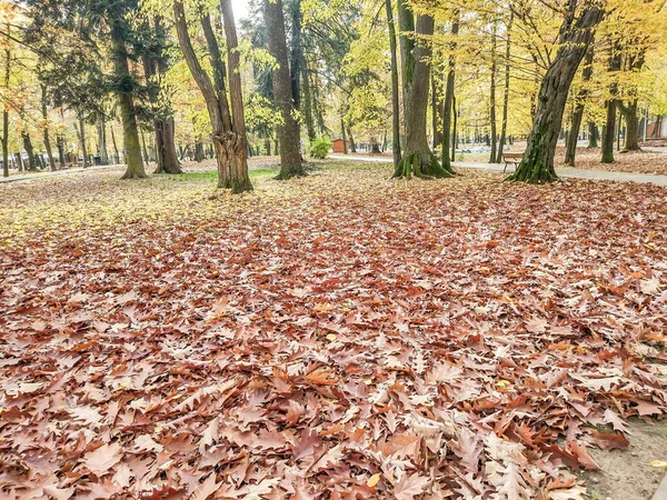 秋天在罗马尼亚Baia Mare市的公园里 — 图库照片