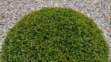 Buxus sempervirens Romanya 'da tesis. Buxus bitkisiyle video