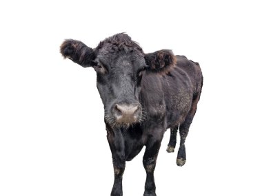 Siyah angus ineği beyaz arkaplanda izole edilmiş.