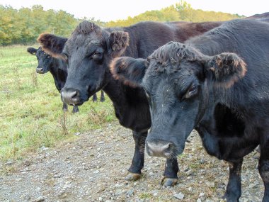 Siyah Angus inekleri sürüsü. Angus inekleri