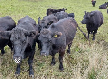 Siyah Angus inekleri sürüsü. Angus inekleri