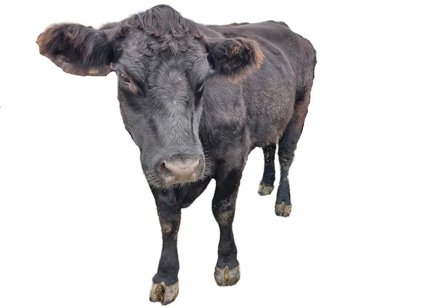 Schwarze Angus Kuh Isoliert Auf Weißem Hintergrund — Stockfoto