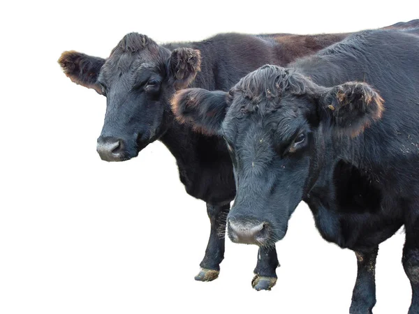 Dvě Černé Krávy Angus Izolované Bílém — Stock fotografie