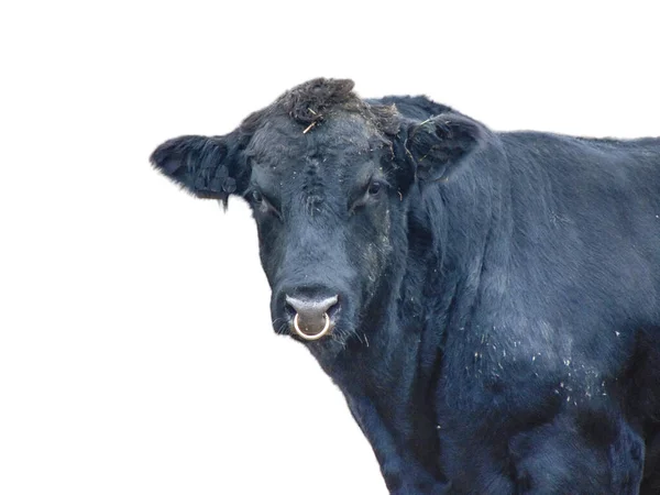 Toro Negro Angus Aislado Sobre Fondo Blanco —  Fotos de Stock