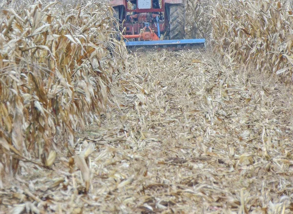 Ein Traktor Räumt Das Feld Nachdem Der Mais Abgeerntet Ist — Stockfoto