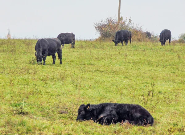 Αγέλη Μαύρων Αγελάδων Άνγκους Αγελάδες — Φωτογραφία Αρχείου