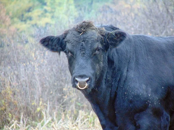 Portrait Taureau Angus Noir Bull — Photo