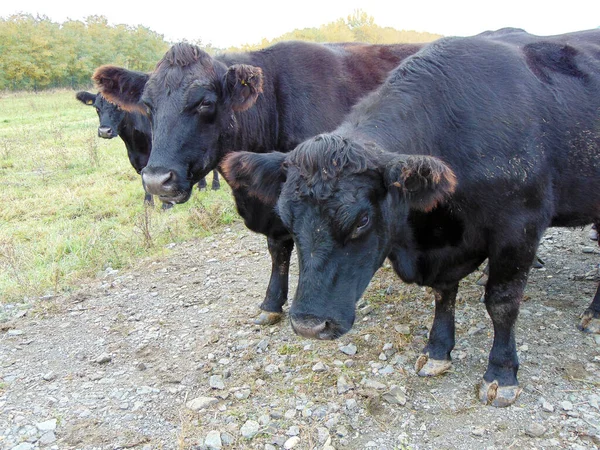 Siyah Angus inekleri sürüsü. Angus inekleri