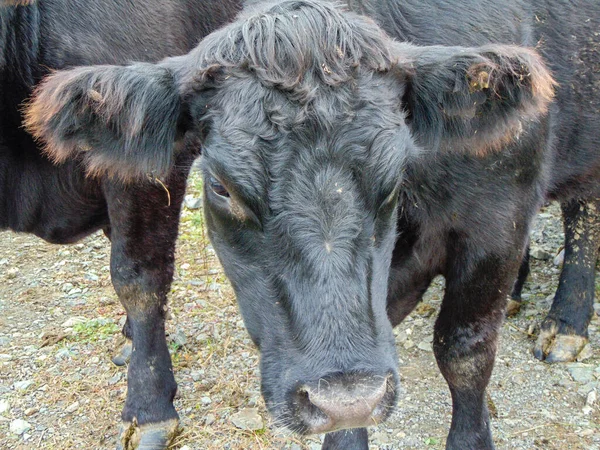 Vache Angus Noire Ferme — Photo