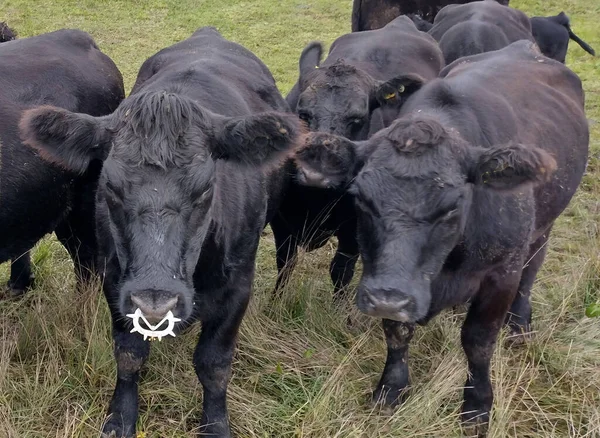 Troupeau Vaches Angus Noires Vaches Angus — Photo