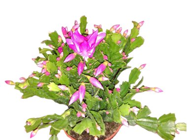 Çiçekli Noel kaktüsü. Çiçekli Schlumbergera truncata bitkisi