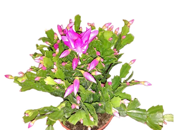 Bloeiende Kerstcactus Bloeiende Plant Schlumbergera Truncata — Stockfoto