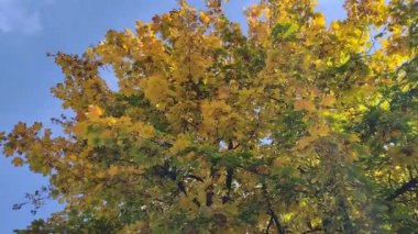 Sonbaharda ağaçtan düşen yapraklar. Romanya 'da