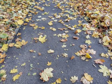 Romanya 'nın Baia Mare kentinde sonbaharda kaldırıma düşen yapraklar