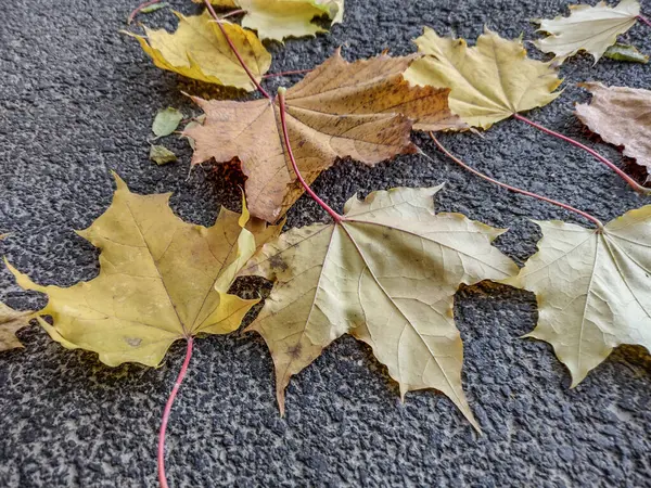 Javorové Listy Asfaltu Podzim — Stock fotografie