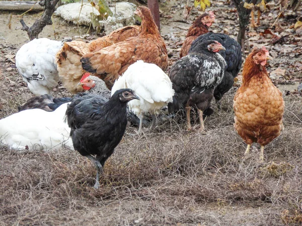 Csirkék Csoportja Romániai Máramarosban Található Gazdaságban — Stock Fotó