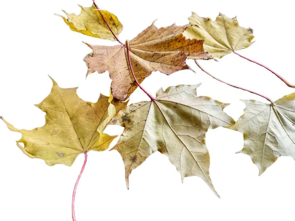 Skupina Javorových Listů Podzim Izolováno Bílém — Stock fotografie