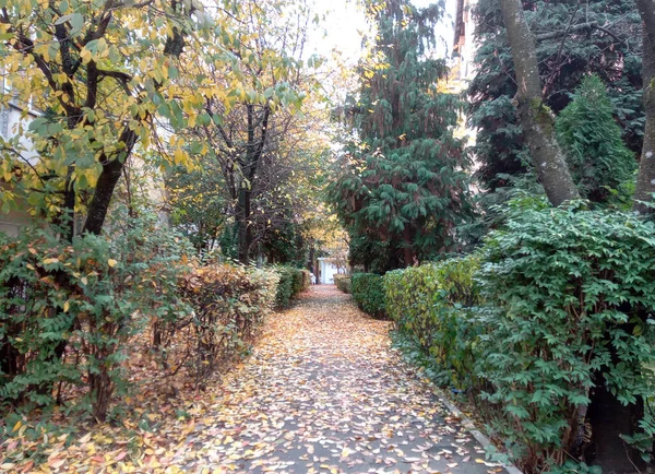 秋季罗马尼亚Baia Mare市的Alley — 图库照片