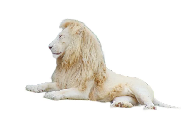 白い背景に孤立したライオン — ストック写真