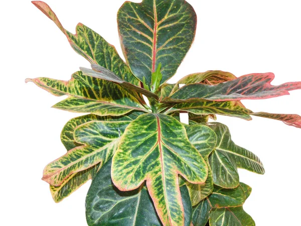 Gevarieerde Croton Plant Geïsoleerd Wit Codiaeum Variegatum — Stockfoto
