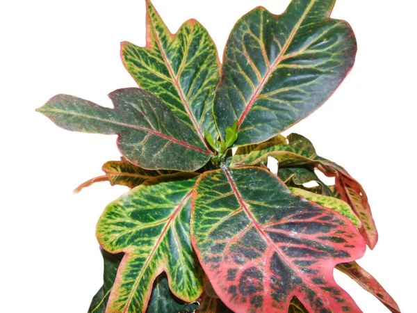 Variegated Croton Növény Elszigetelt Fehér Codiaeum Variegatum — Stock Fotó