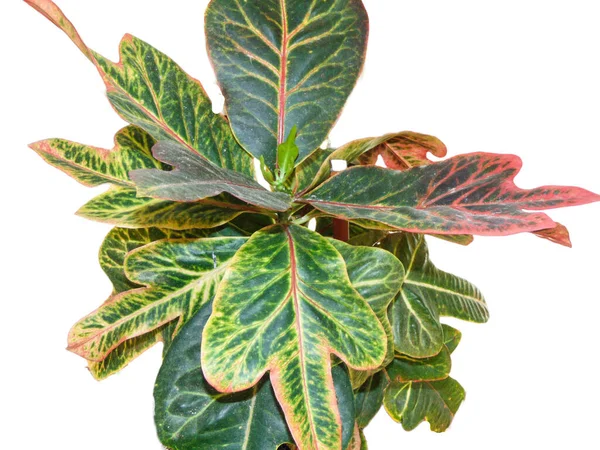 Gevarieerde Croton Plant Geïsoleerd Wit Codiaeum Variegatum — Stockfoto