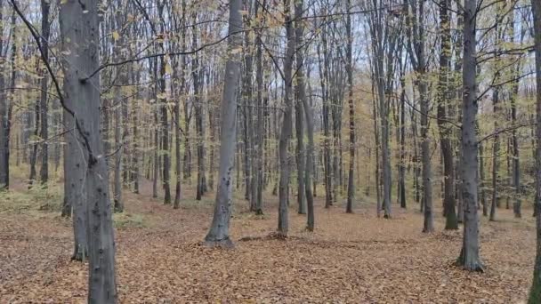 秋天森林里的树叶从树上落下来 11月 罗马尼亚 马拉穆兹 森林的录像 — 图库视频影像