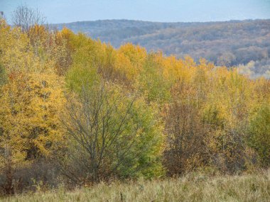 Romanya 'nın Maramures ilçesinde ormandaki ağaçlar