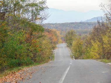 Romanya 'nın Maramures ilçesinde Kasım ayında yol ve ağaçlar