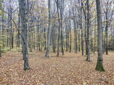 Kasım 'da ormandaki manzara. Romanya 'nın Maramures ilçesinde