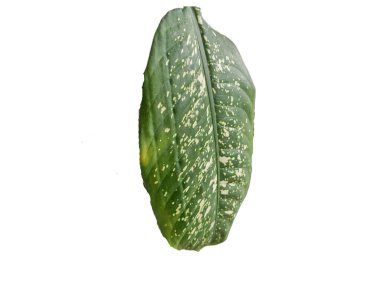 Dumb cane plant isolated on white. Dieffenbachia seguine