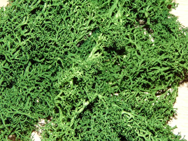 Lichen Textura Dřevěném Pozadí Makro Lišejník — Stock fotografie