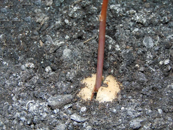 Köklü Filizli Avokado Tohumu Avokado Bitkisinin Büyüme Aşaması — Stok fotoğraf