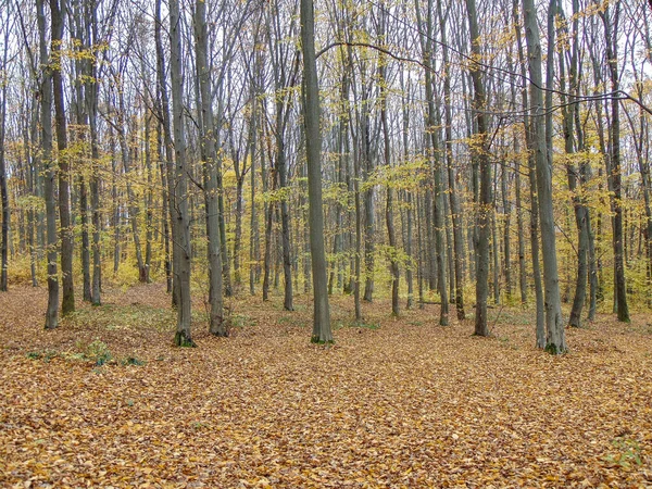 Τοπίο Στο Δάσος Νοέμβριο Στην Επαρχία Maramures Ρουμανία — Φωτογραφία Αρχείου