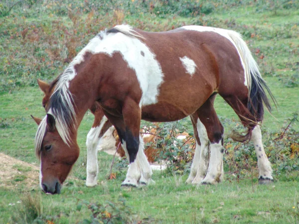 Foal Together Its Mother — Stock Photo, Image