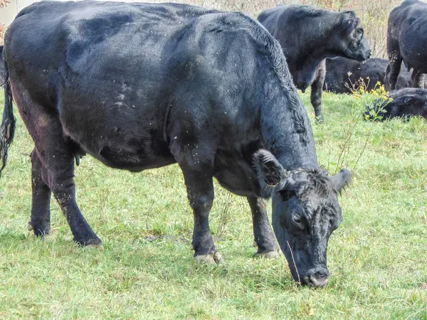 Une Vache Angus Noire Broutant Herbe Vache Angus Noire — Photo