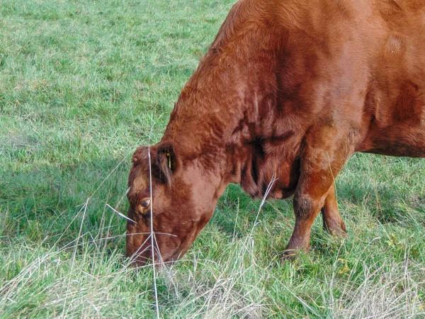 Una Vaca Angus Roja Roza Hierba —  Fotos de Stock