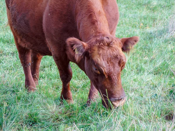 Eine Rote Angus Kuh Weidet Gras — Stockfoto
