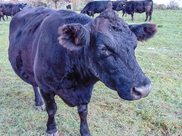 Vache Angus Noire Dans Herbe Portrait Vache Angus Noir — Photo