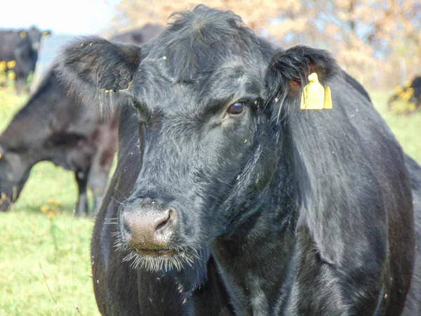 Vache Angus Noire Dans Herbe Portrait Vache Angus Noir — Photo