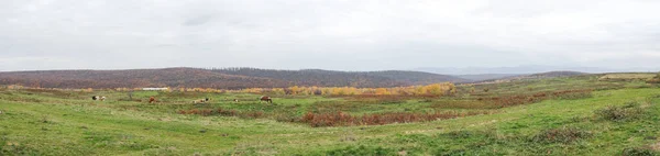 罗马尼亚马拉莫尔县11月有几只动物的牧场全景 — 图库照片