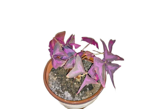 Фиолетовый Трилистник Растение Изолировано Белом Oxalis Triangularis — стоковое фото