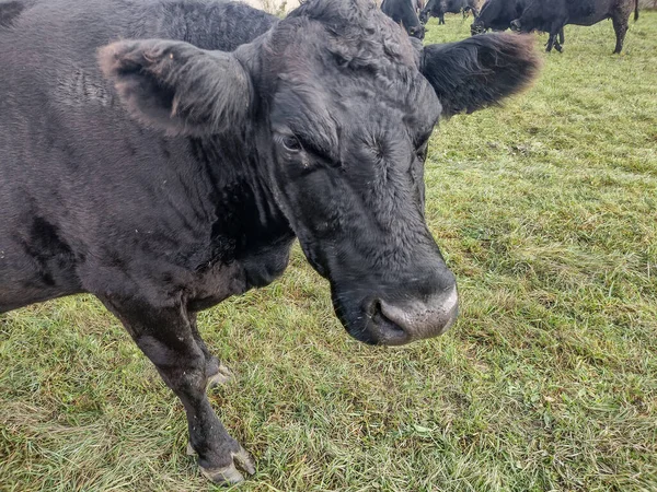 stock image Black angus cow in the grass. Black angus cow portrait