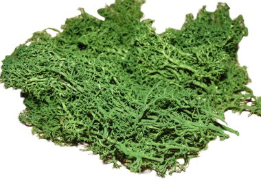 Ahşap bir arka planda Lichen dokusu. Makro liken beyazda izole